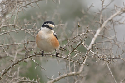 Masked Shrike - Lanius nubicus