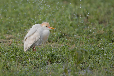 Western Cattle egret - Bubulcul ibis