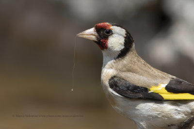 Goldfinch - Carduelis carduelis