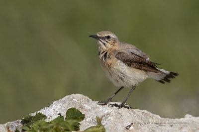 Northern wheatear - Oenanthe oenanthe