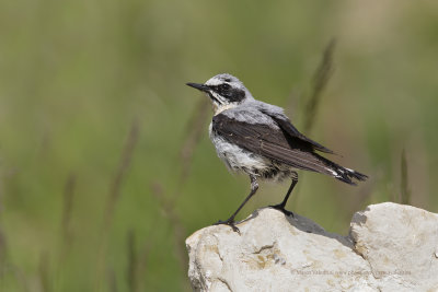 Northern wheatear - Oenanthe oenanthe