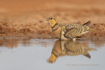 Pin-tailed Sandgrouse - Pterocles alchata