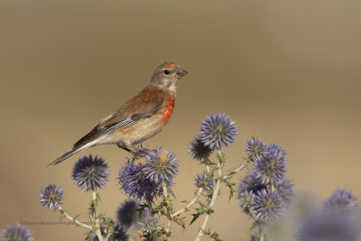 Linnet - Carduelis cannabina