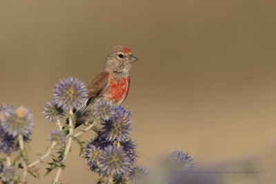 Linnet - Carduelis cannabina