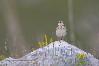 Skylark - Alauda arvensis