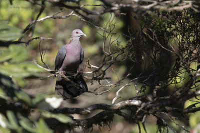 Sri Lanka Wood Pigeon - Columba torringtoniae
