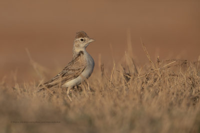 Greater Short-toed Lark - Calandrella brachydactyla