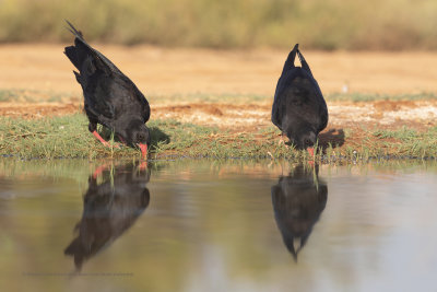 Red-billed Cough - Pyrrhocorax pyrrhocorax