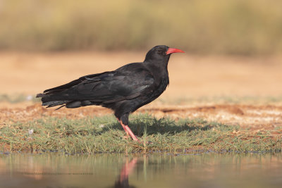 Red-billed Cough - Pyrrhocorax pyrrhocorax