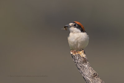 Woodchat shrike - Lanius senator