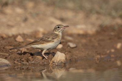 Tawny Pipit - Anthus campestris