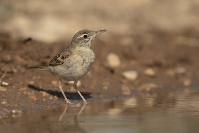 Tawny Pipit - Anthus campestris