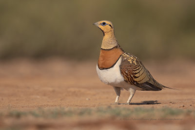 Pin-tailed Sandgrouse - Pterocles alchata