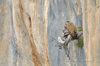 Griffon vulture - Gyps fulvus