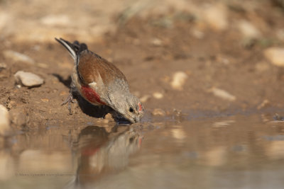 Linnet - Carduelis cannabina