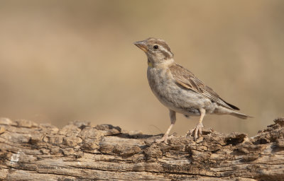 Rock sparrow - Petronia petronia