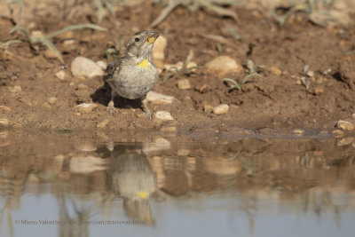 Rock sparrow - Petronia petronia