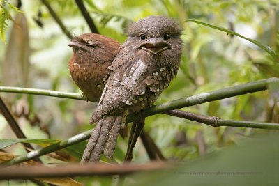 Sri Lanka Frogmouth - Batrachostomus moniliger