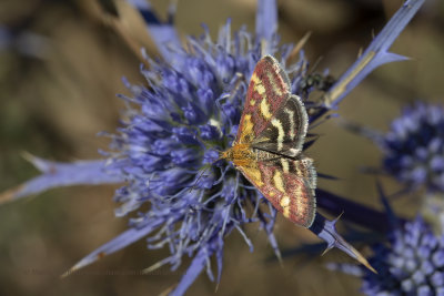 Pyrausta ostrinalis