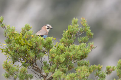 Eurasian jay - Garrulus glandarius