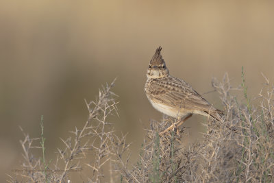 Crested lark - Galerida cristata