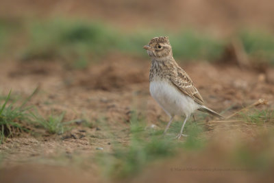 Lesser Short-toed lark - Calandrella rufescens