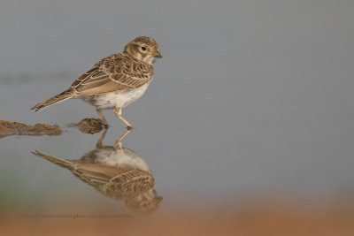 Lesser Short-toed lark - Calandrella rufescens