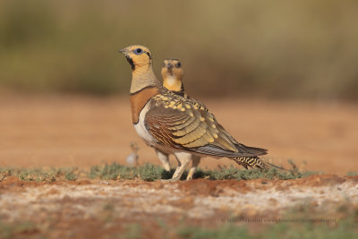 Pin-tailed Sandgrouse - Pterocles alchata