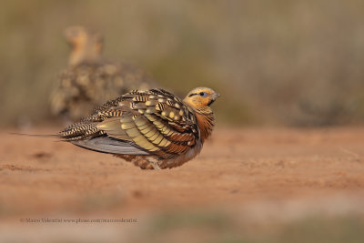 Pin-tailed Sandgrouse - Pterocles alchata