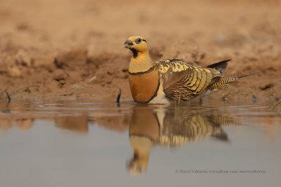 Pin-tailed Sandgrouse - Pterocles alchata