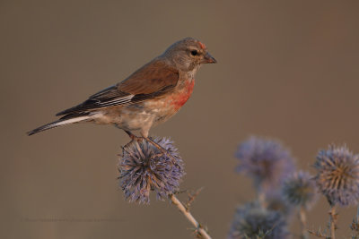 Linnet - Carduelis cannabina