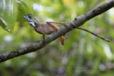 Sri Lankan kangaroo lizard - Otocryptis wiegmanni