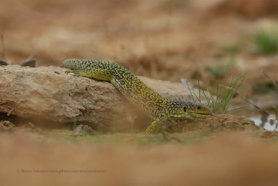 Ocellated Lizard - Lacerta lepida