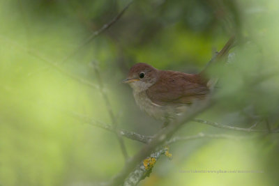 Common nightingale - Luscinia megarhynchos