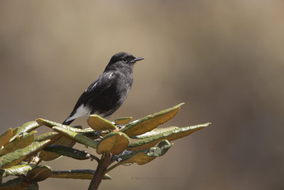 Pied Bush Chat - Saxicola caprata