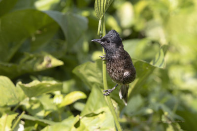 Red-vented Bulbul - Pycnonotus cafer