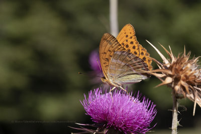 Argynnis paphia