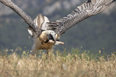 Lammergeier - Gypaetus barbatus