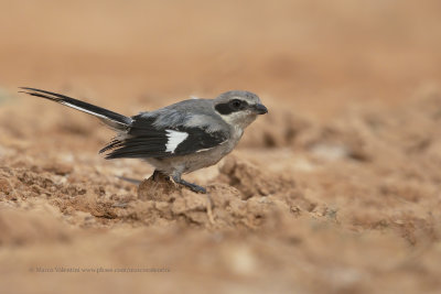 Southern Grey shrike - Lanius meridionalis