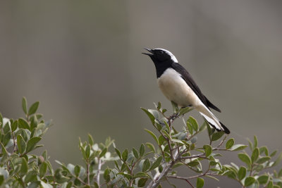 Cyprus Wheatear - Oenanthe cypriaca