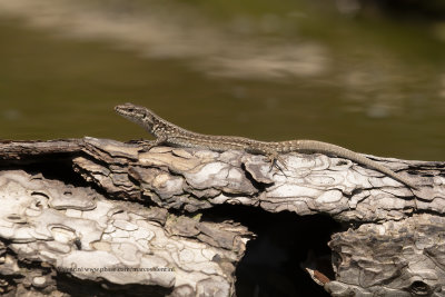 Common Wall Lizard - Podarcis muralis