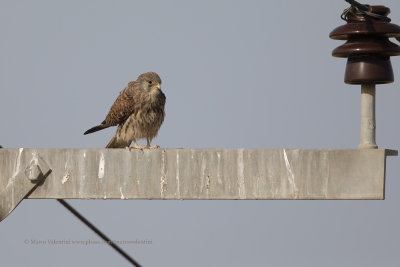 Lesser kestrel - Falco naumanni