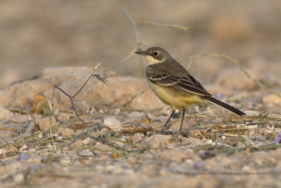 Yellow wagtail - Motacilla flava