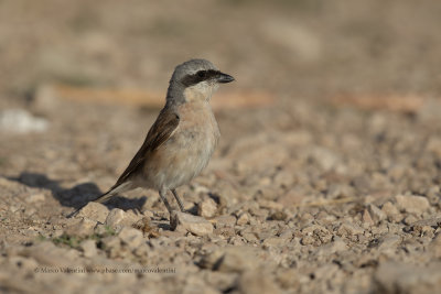 Red-backed Shrike - Lanius collurio