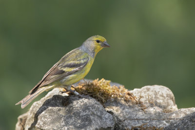 Citril Finch - Carduelis citrinella