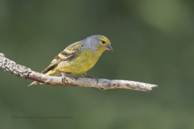 Citril Finch - Carduelis citrinella