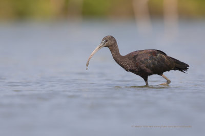 Glossy Ibis - Plegadis falcinellus