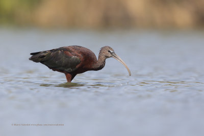 Glossy Ibis - Plegadis falcinellus