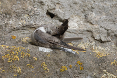 Eurasian Crag Martin - Ptyonoprogne rupestris