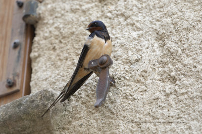 Eurasian swallow - Hirundo rustica